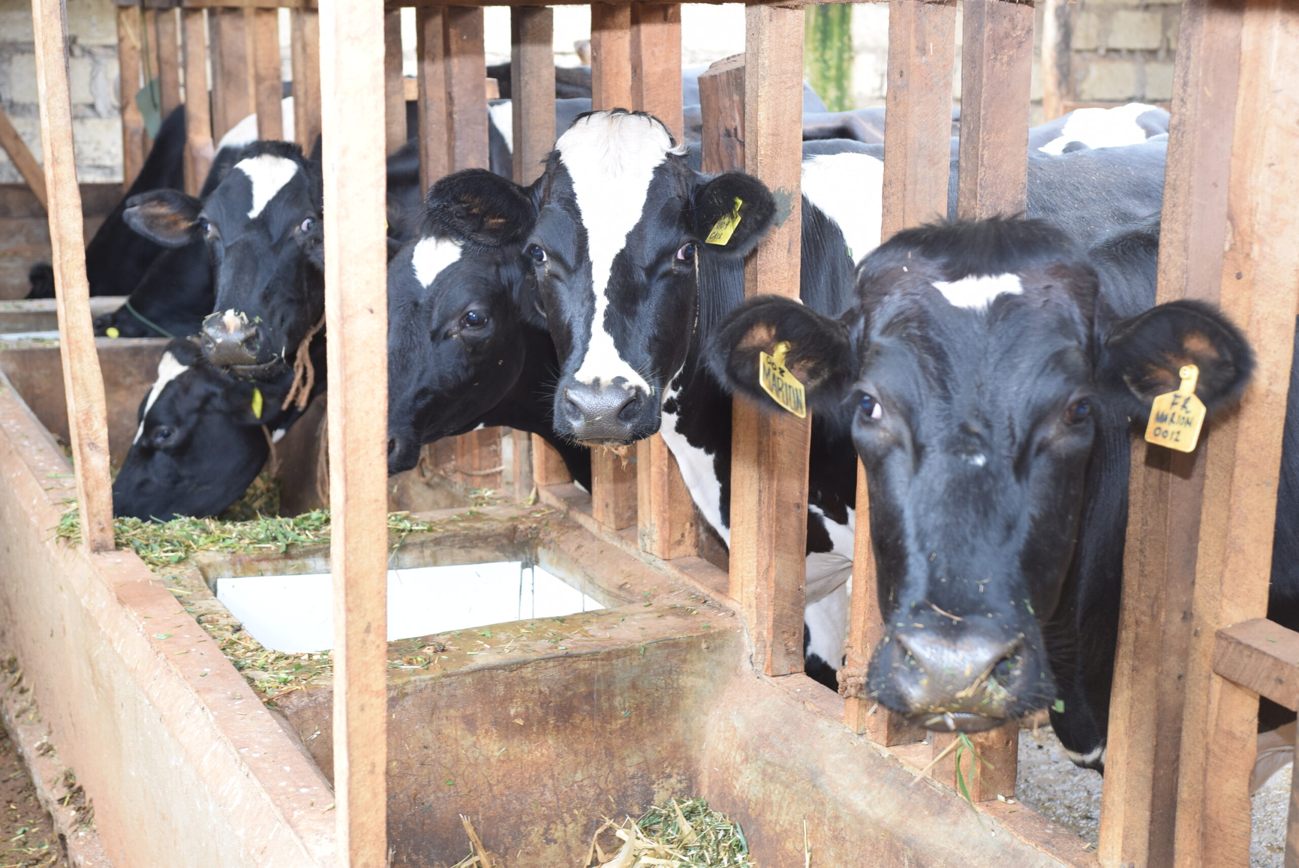 Capacity development of youth in fodder value chain services