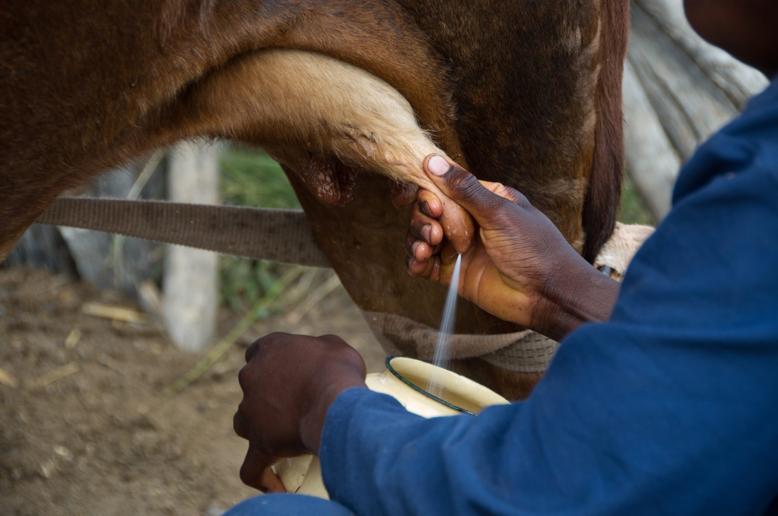 2SCALE, Incubating Inclusive Agribusiness: Business Support Service Provider to support the dairy partnership between KDPL and 2SCALE in Nyeri