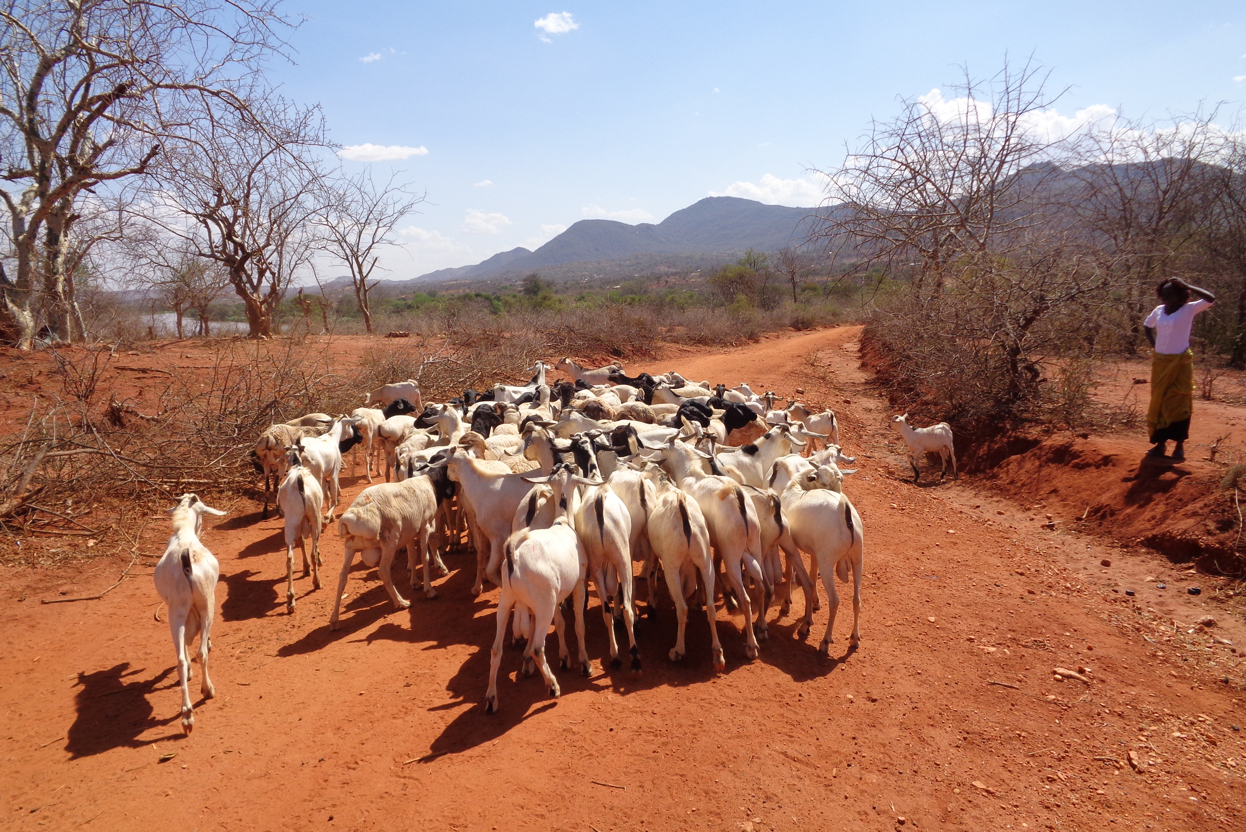 DRIVE: Capacity Needs Assessment for Livestock Sector Cooperatives in ASAL Counties