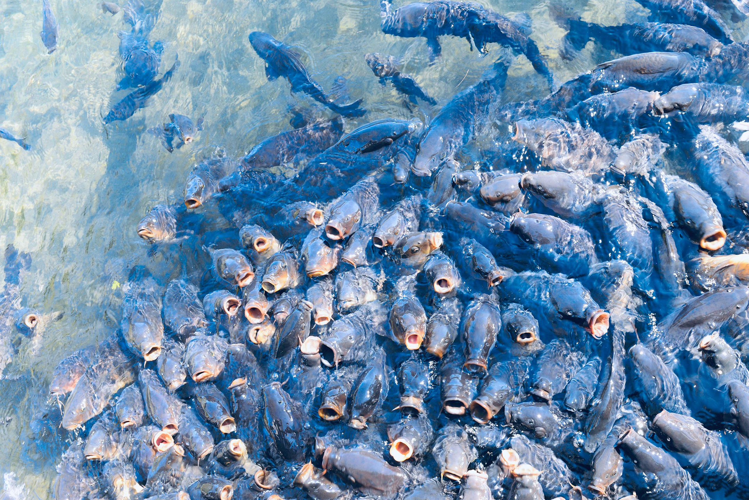 Detailed Aquaculture Value Chain Assessment for the ABDP, Kenya