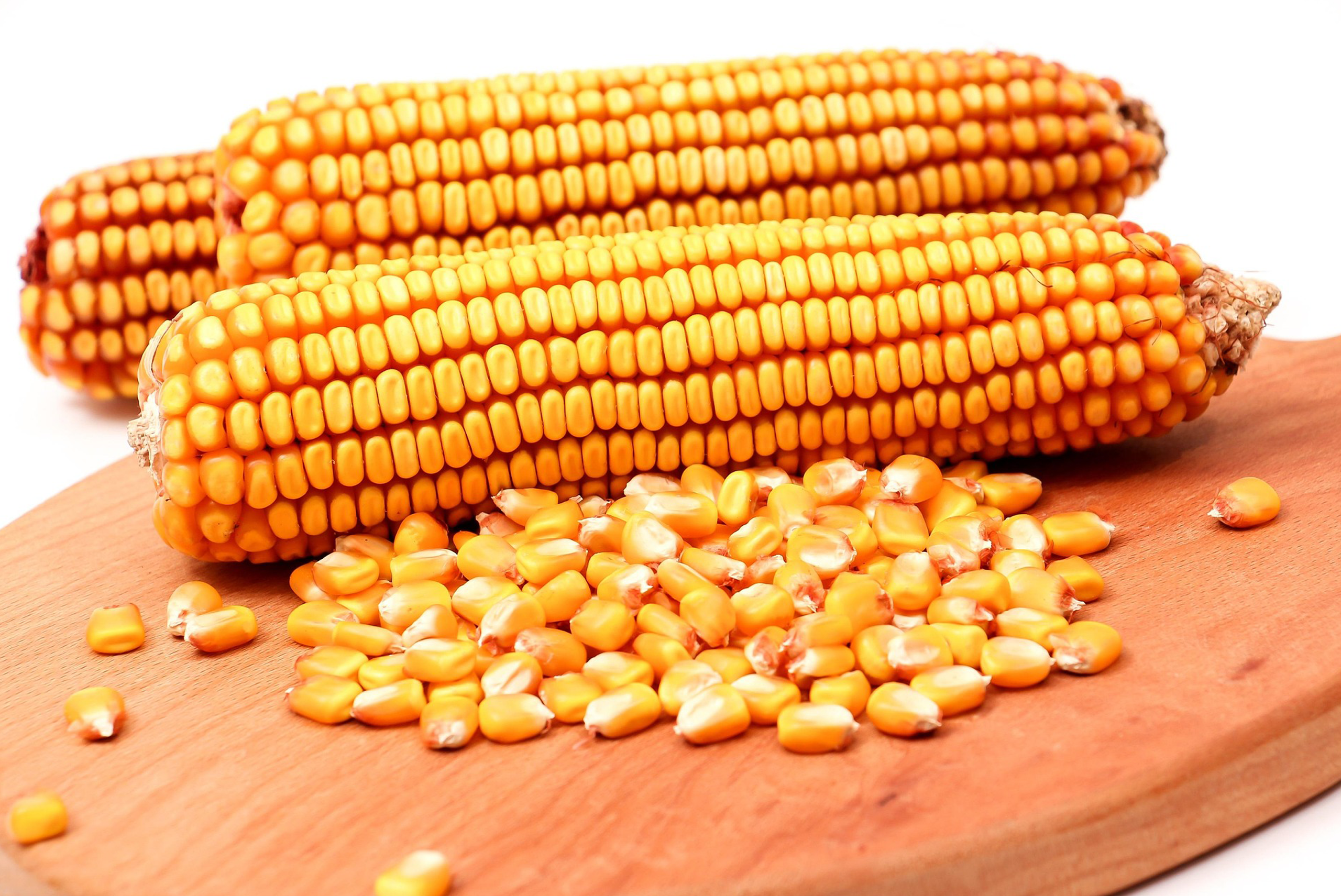 End of Project Evaluation, Food for All Project Kenya (F4APK)