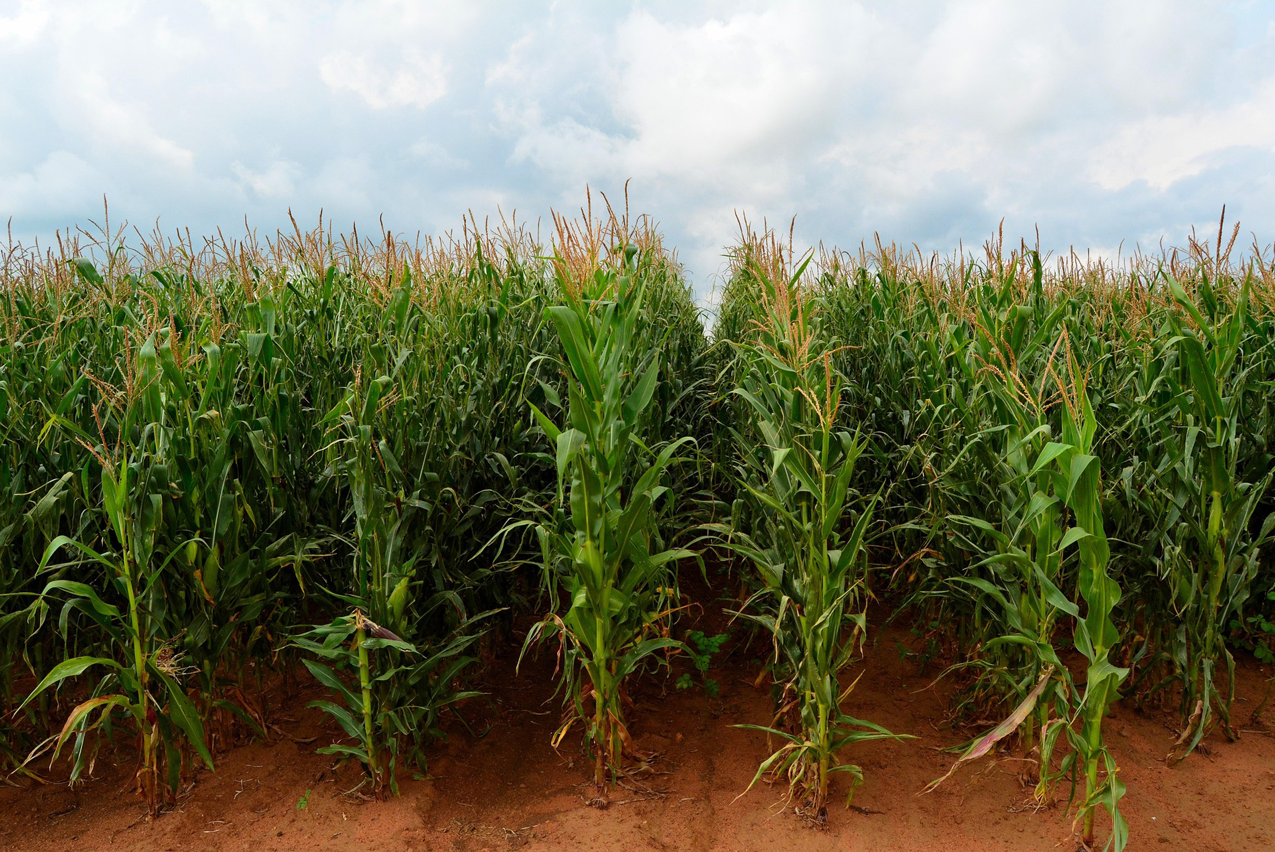 Feasibility study on Post Harvest Losses in the Horticulture and Grain Sectorsin Kenya fostering collaboration in the food system