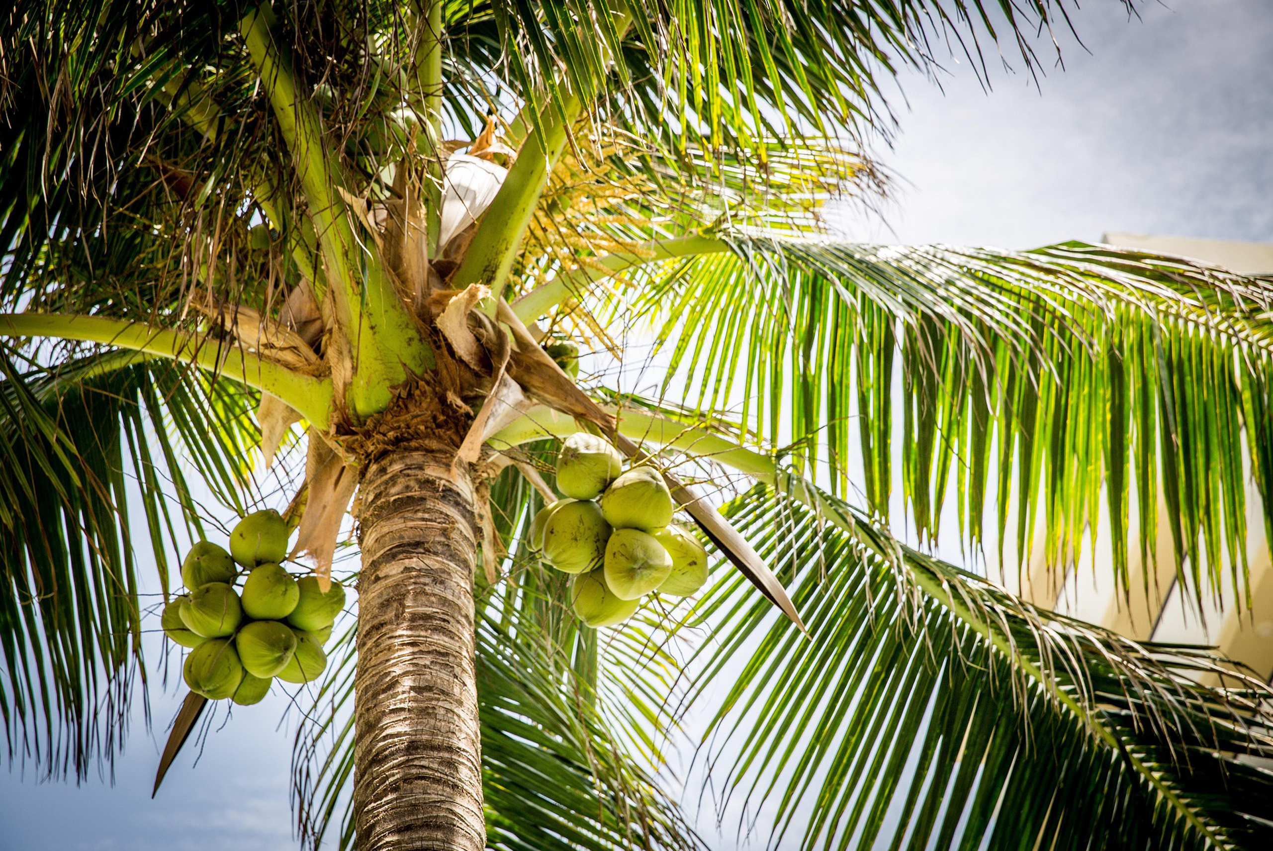 Technoserves, Commercial Agriculture for Smallholders and Agribusiness (CASA)